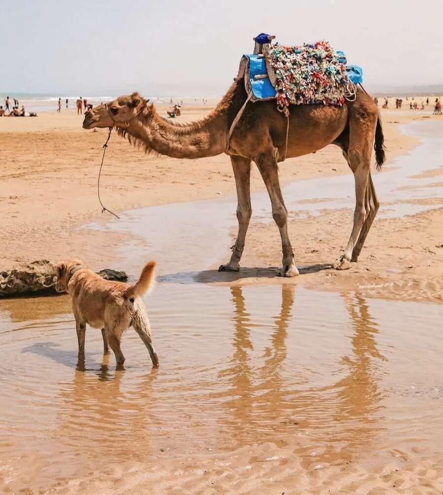 3-Day Morocco Coastal 4x4 Tour: Essaouira, Timlaline Desert & Taghazout 3-Day Morocco Coastal 4x4 Tour: Essaouira, Timlaline Desert & Taghazout